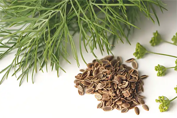 How Dill Seed Extract Enhances Overall Health Naturally
